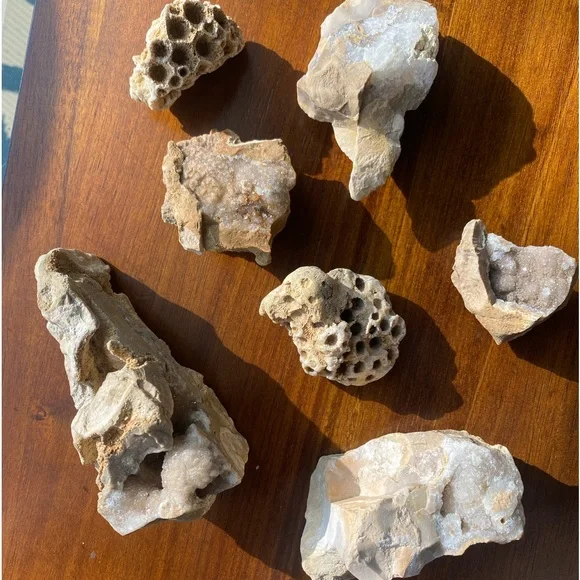 Assorted Fossils & Rocks 🪨🪸 - Picture 10 of 15